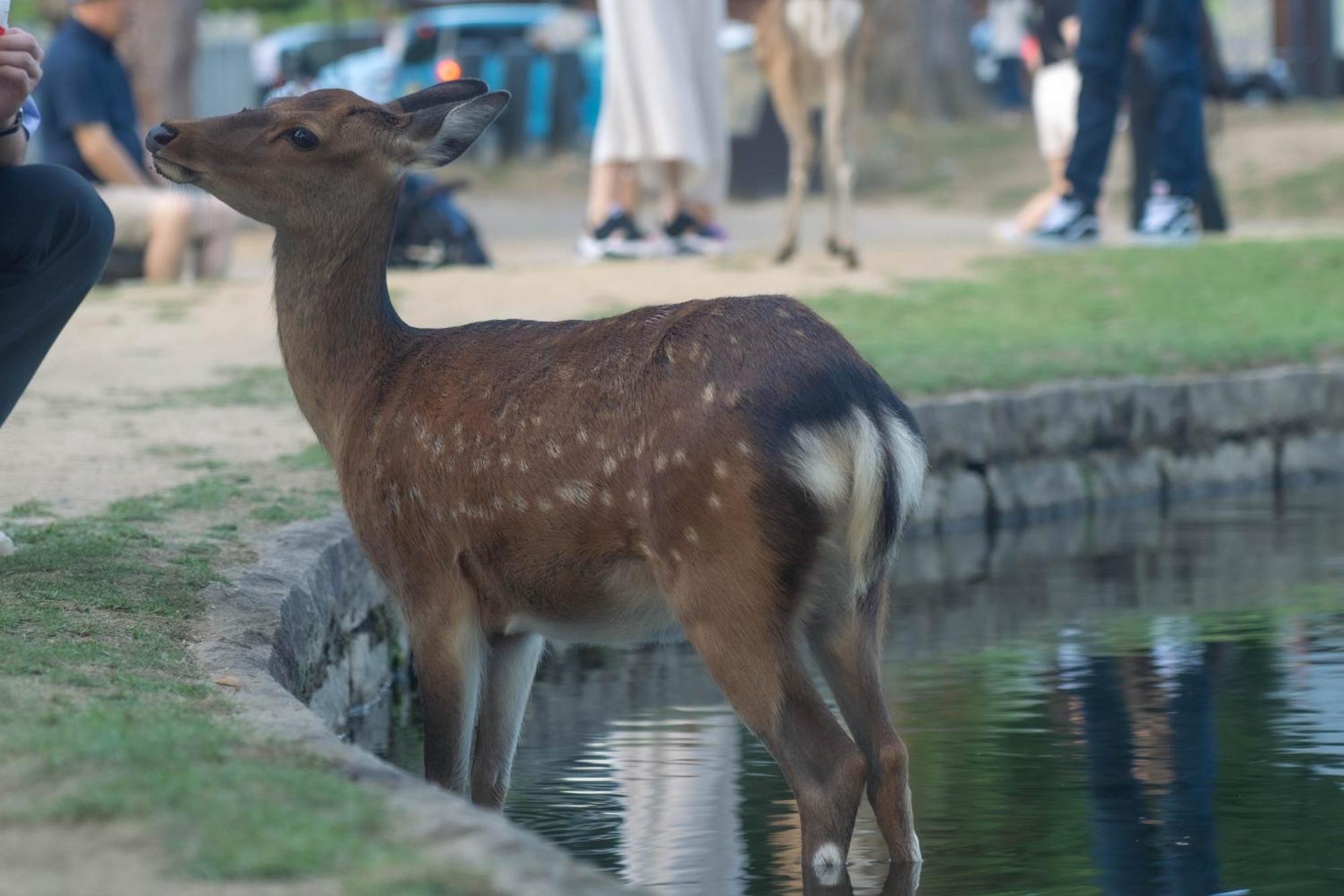 Nara Top Sights 5 To 20 Min Walk Екстериор снимка